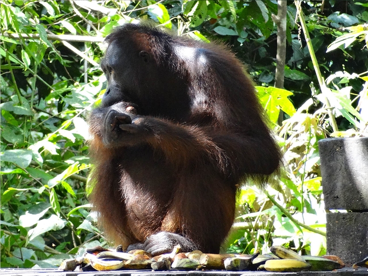 Orang Utan - Borneo